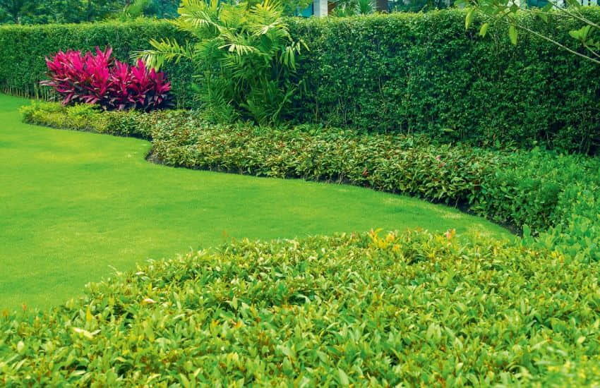 Border You Lawn With Shrubs & Hedges
