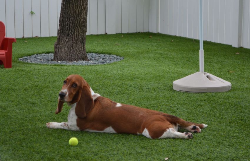 Pet-Friendly Delight Yard With Artificial Turf